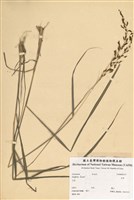 藏品(禾草)的圖片